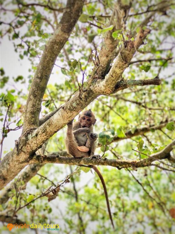 MANGROVE ISLAND